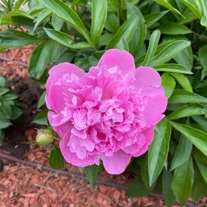 Meet your Posher, Toni